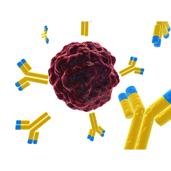 Listeria Antibody, Serum